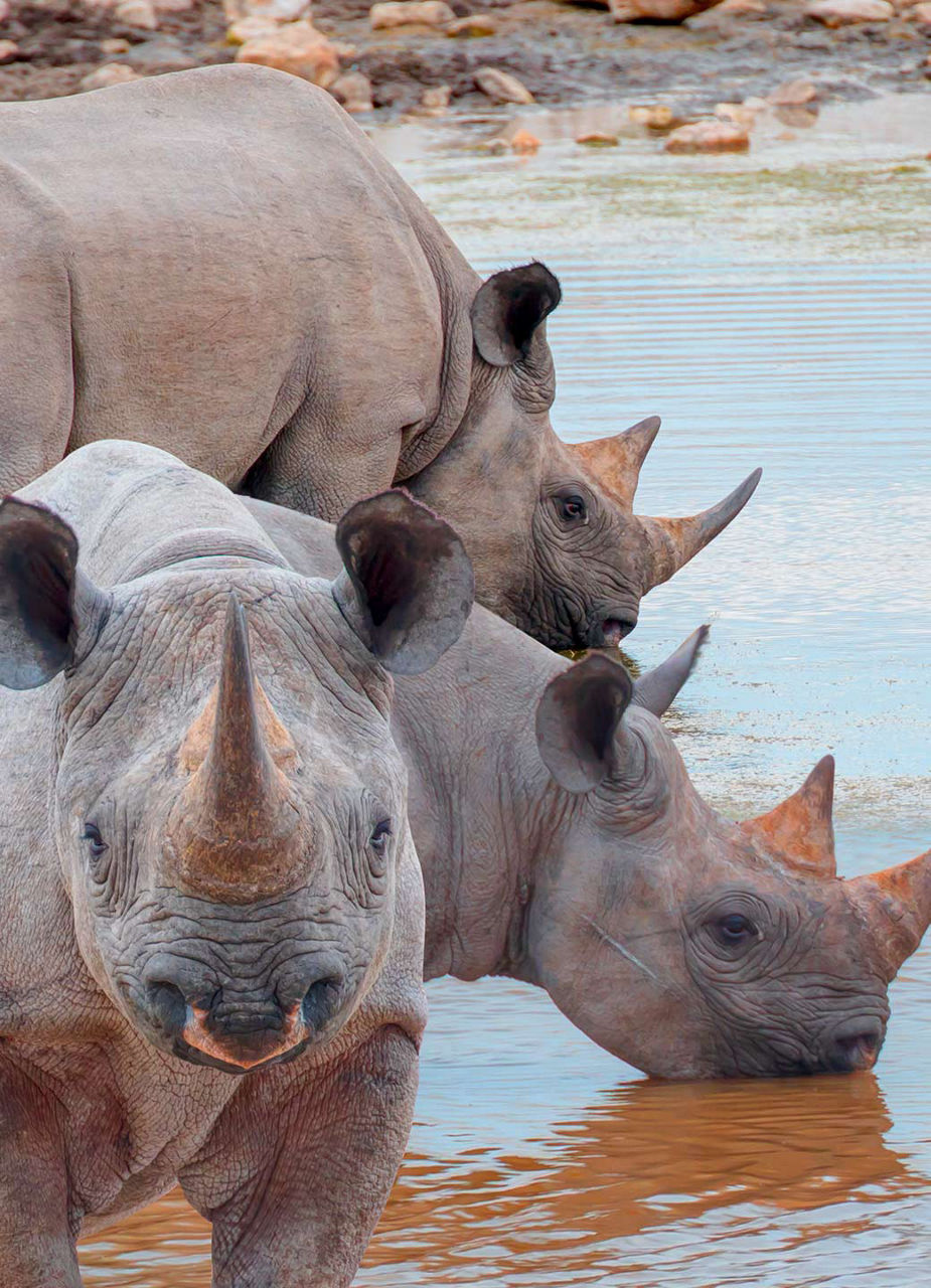 Nashörner im Etosha-Nationalpark