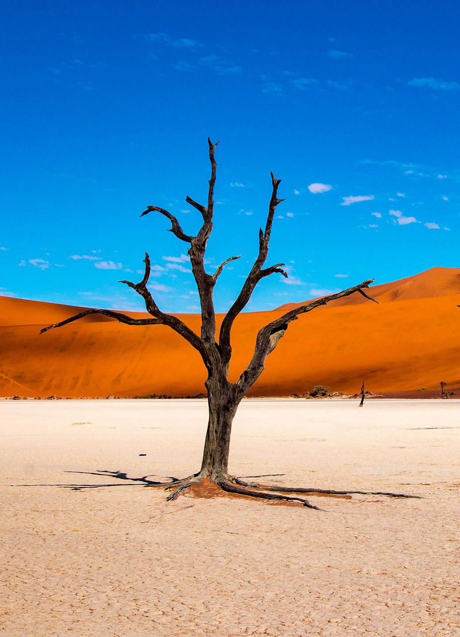 Abgestorbener Baum im Deadvlei Tal