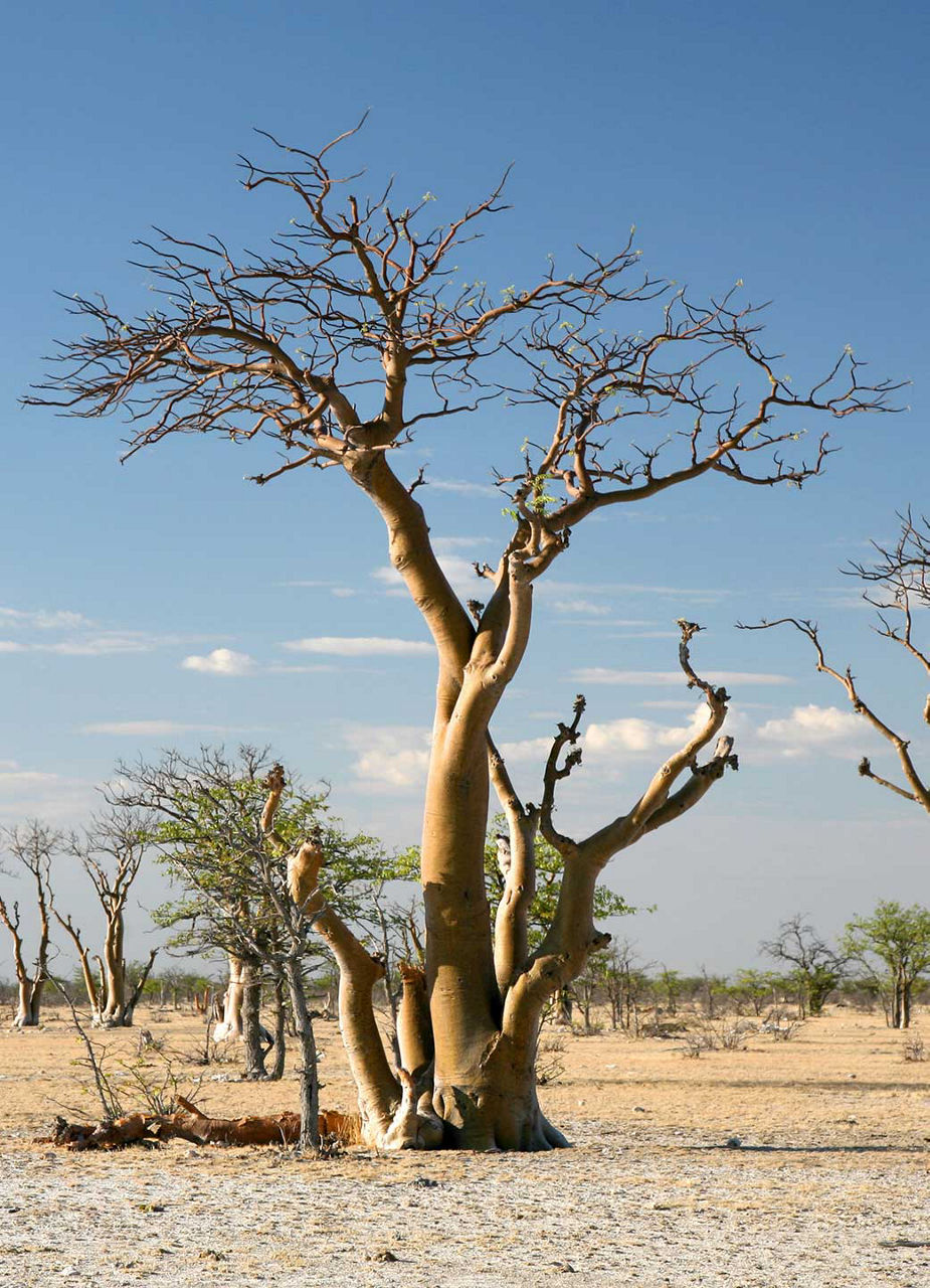 Moringabäume im Etosha-Nationalpark