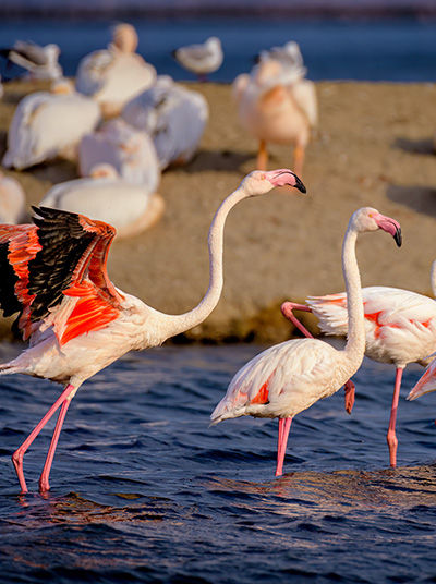 Flamingos in der Lagune