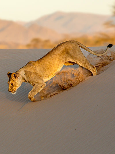 Wüstenlöwe in den Dühnen