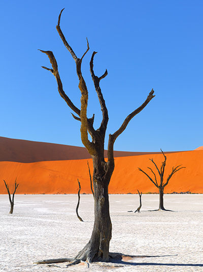 Die versteinerten Bäume von Sossusvlei 