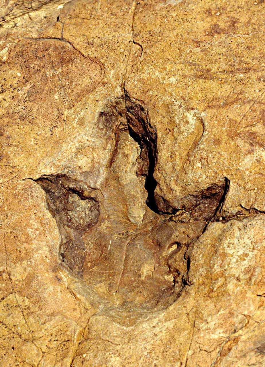 Dinosauria Fussabdruck