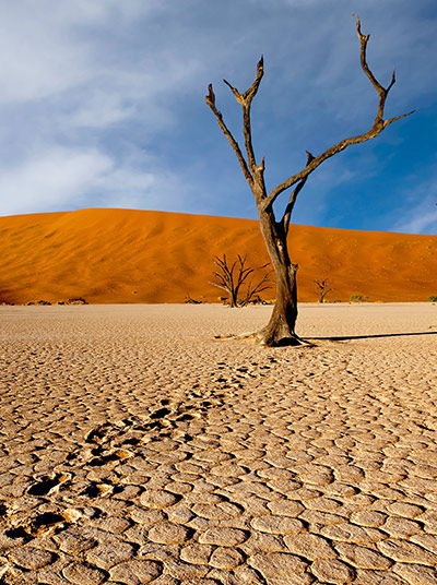 Tote Bäume in der Ebene von Sossuvlei