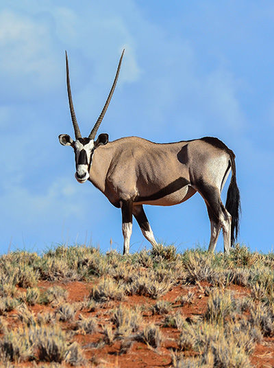 Oryx in der Hochebene