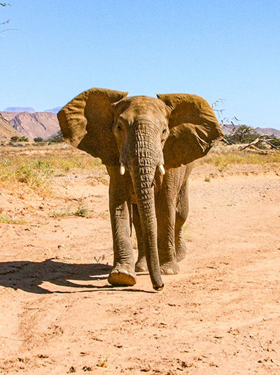 Wüstenelefant beim Sandbaden