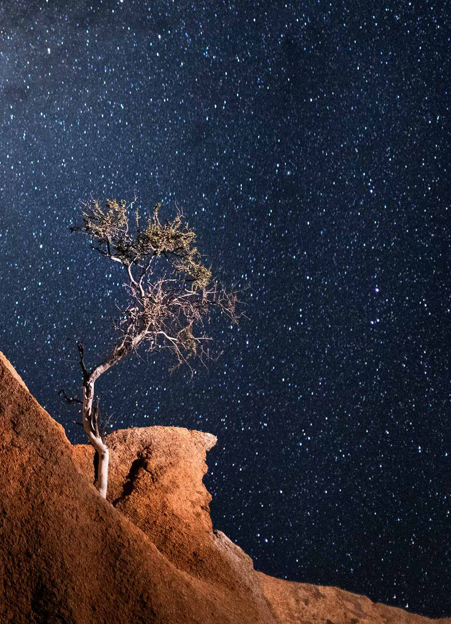 Arbre sous une nuit étoilée