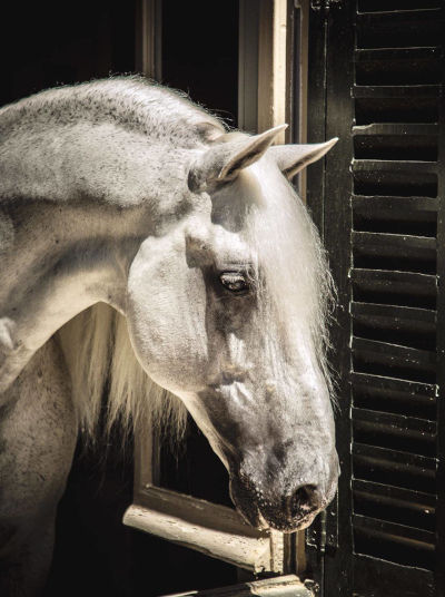 Andalusian Horse