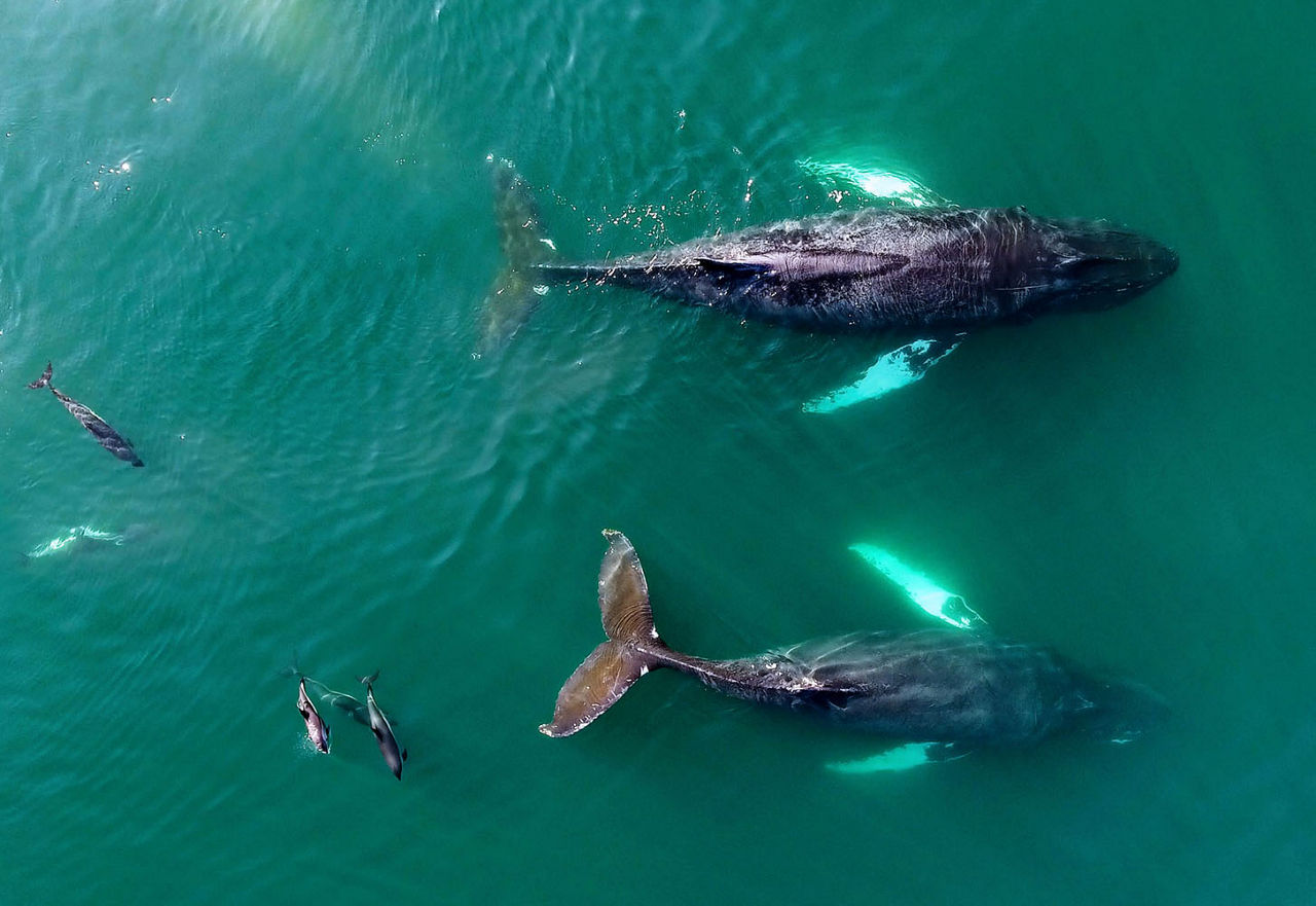 Observation des baleines