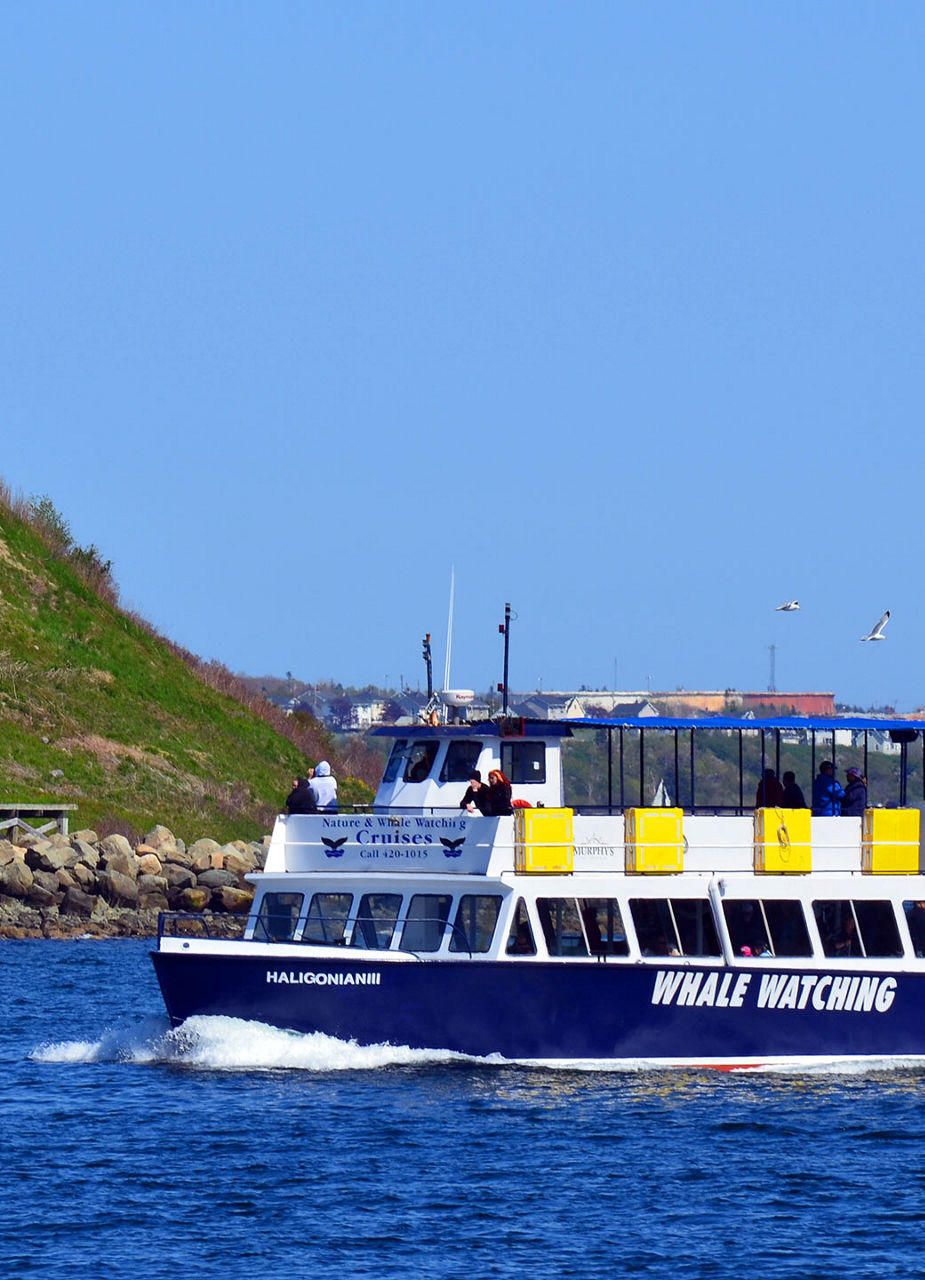 Whale Watching Boot