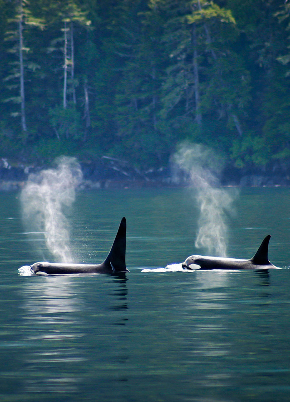 Orcas at whale tour