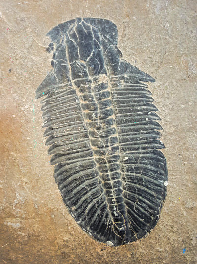 Fossil