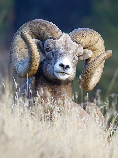 Bighorn sheep