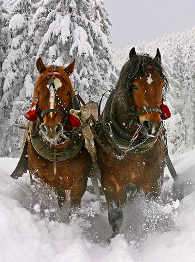 Horses in snow