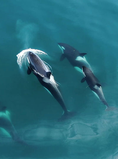 Orcas