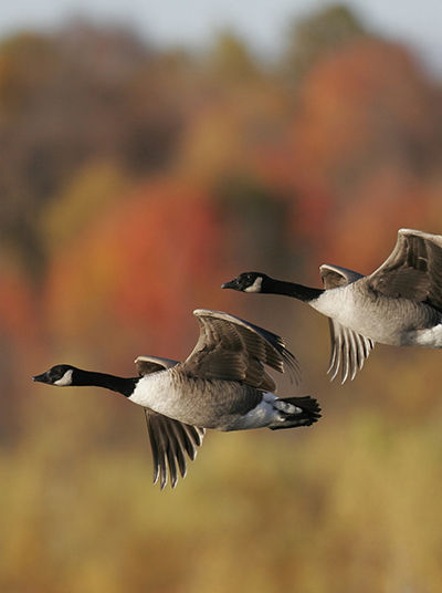 Flying geese