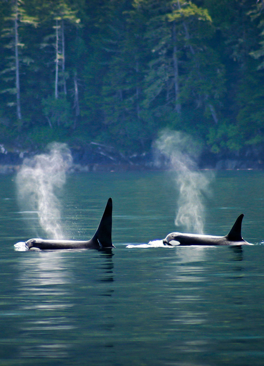 Orcas