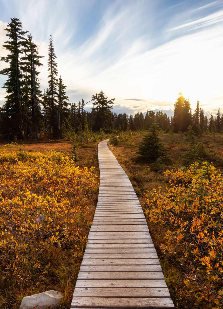 Forest and hiking way