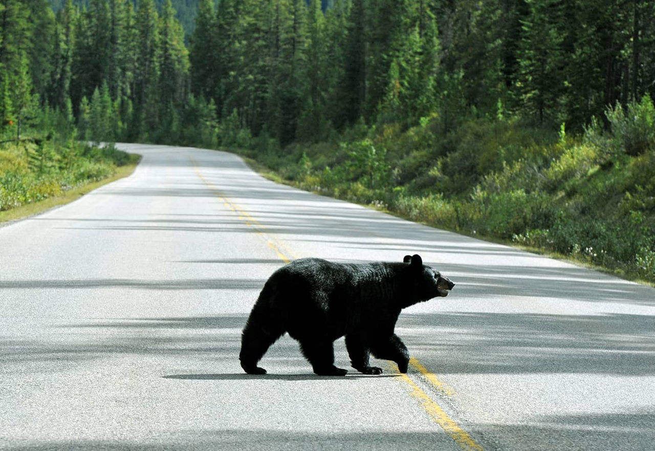 Ours traversant une rue