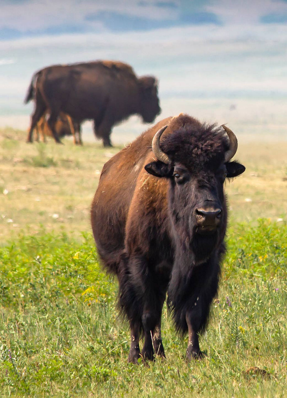 Bisons im Grasland