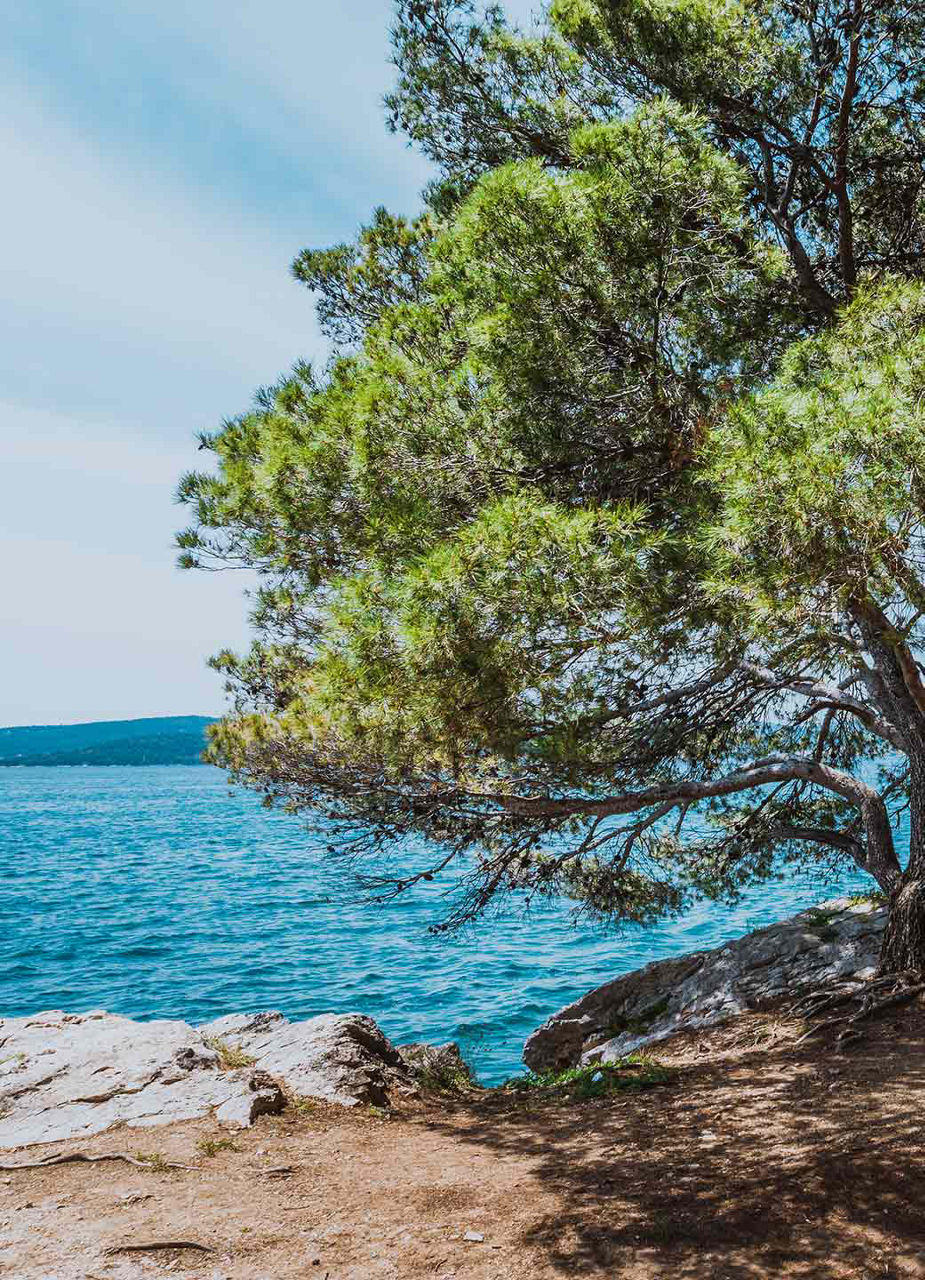 Pinien am Strand von Punta Bajlo