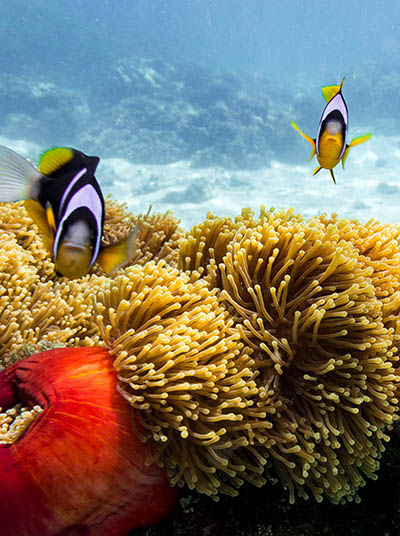Fische am Riff