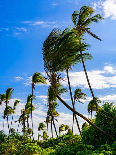 Vegetation auf dem Weg zum Matemwe Beach