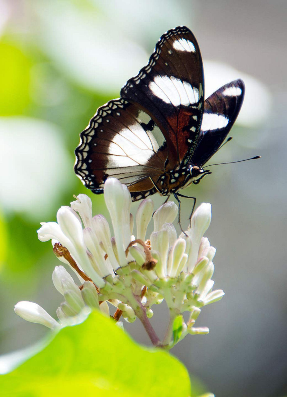 Schmetterling auf einer Blüte