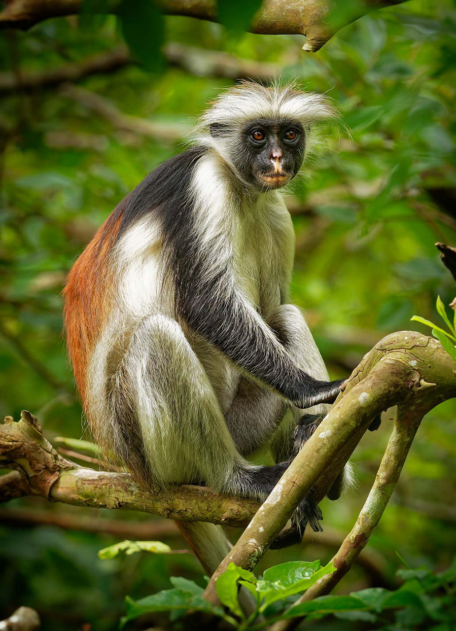 Rote-Colobus-Affe auf einem Baum