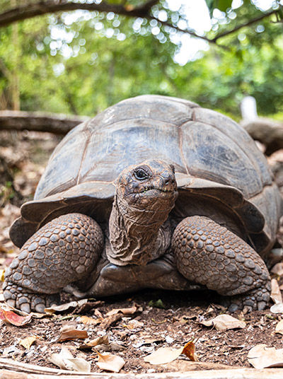 Riesenschildkröten auf Prison Island