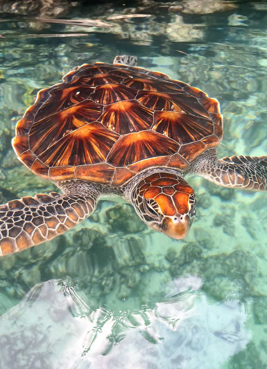 Ältere Schildkröte im Wasserbecken