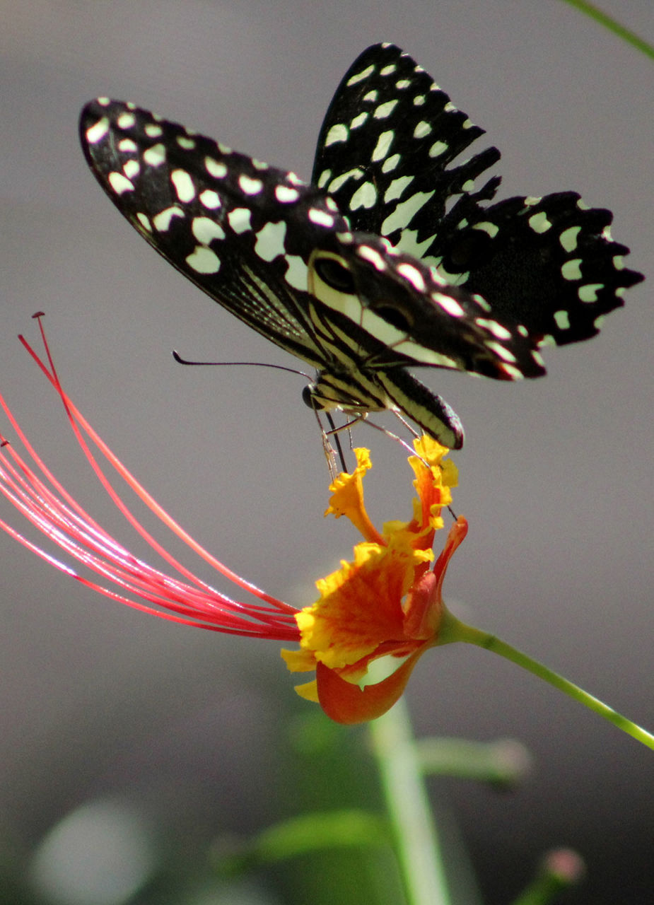 Schmetterling auf einer Blüte