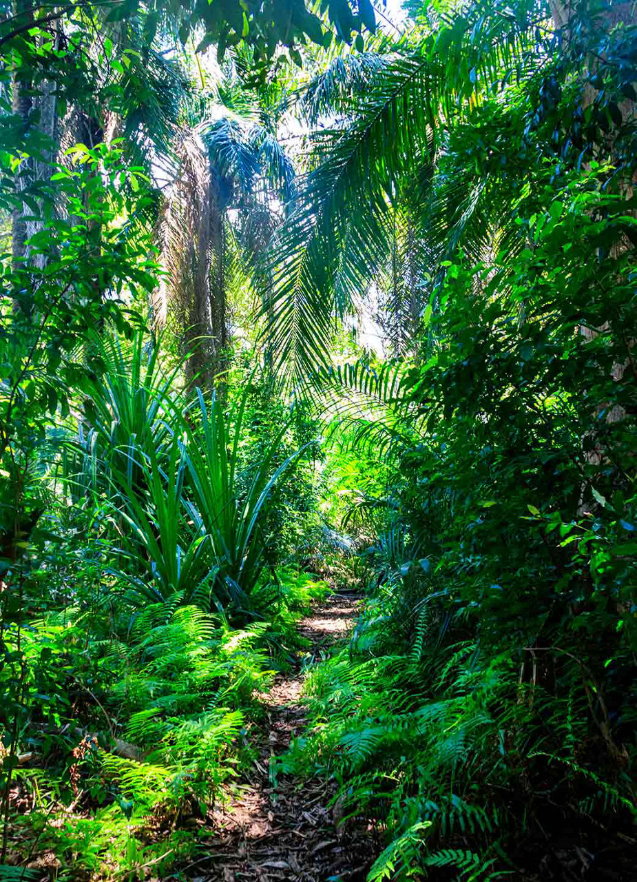 Flora im Jozani Forest