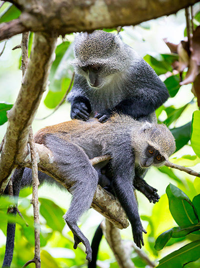 Blaue Meerkatzen im Jozani Forest