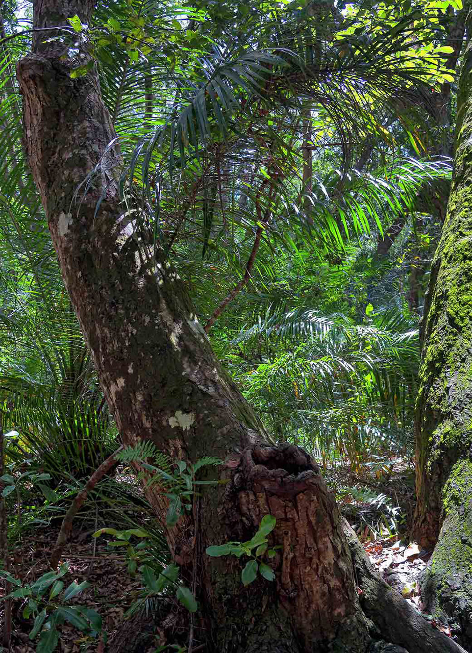 Jozani Forest 