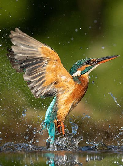 Eisvogel kommt aus dem Wasser