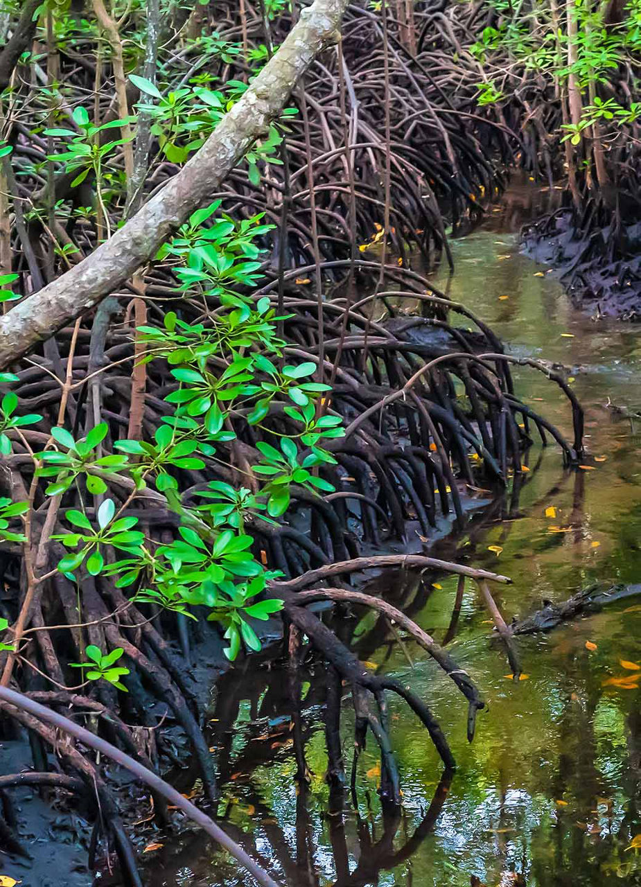 Mangroven im Jozani Forest