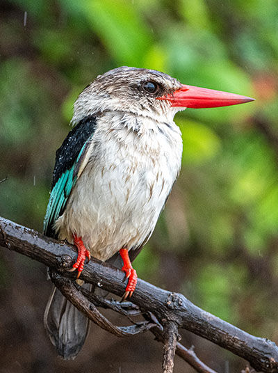 Vogel im Selous Game Reserve