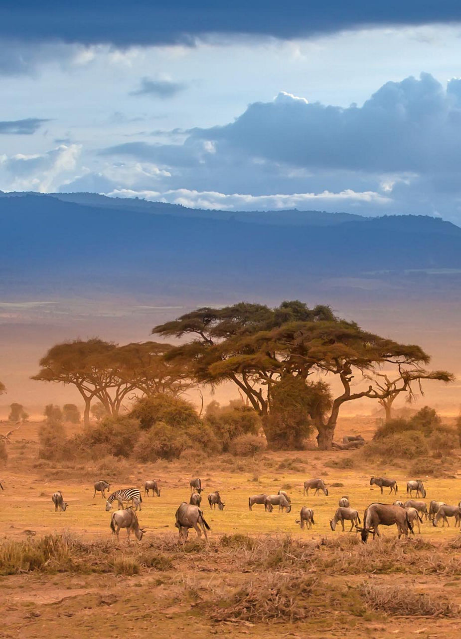 Panoramablick über die afrikanische Savanne mit einer Gnu-Herde