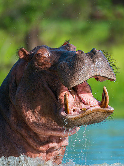 Flusspferd im Rufiji River