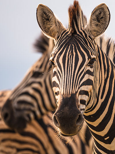 Zebras im Serengeti-Nationalpark 