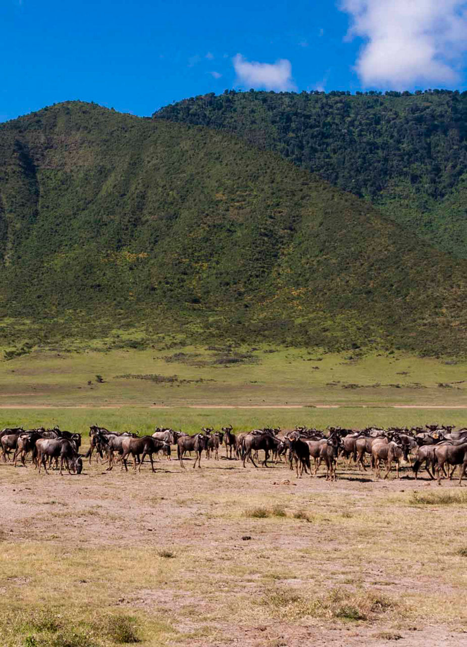 Gnus in der Ndutu-Ebene