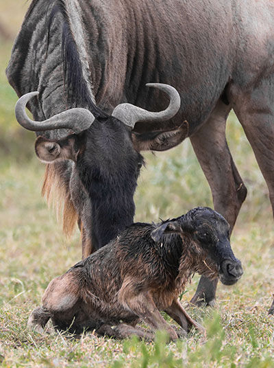 Gnu mit neugeborenem Kalb in der Serengeti