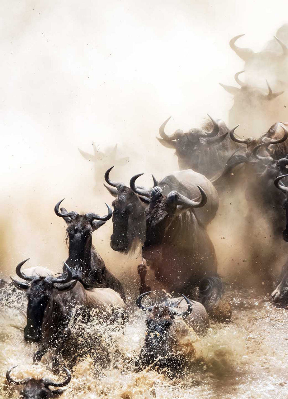 Eine Herde Gnus beim Mara River Crossing