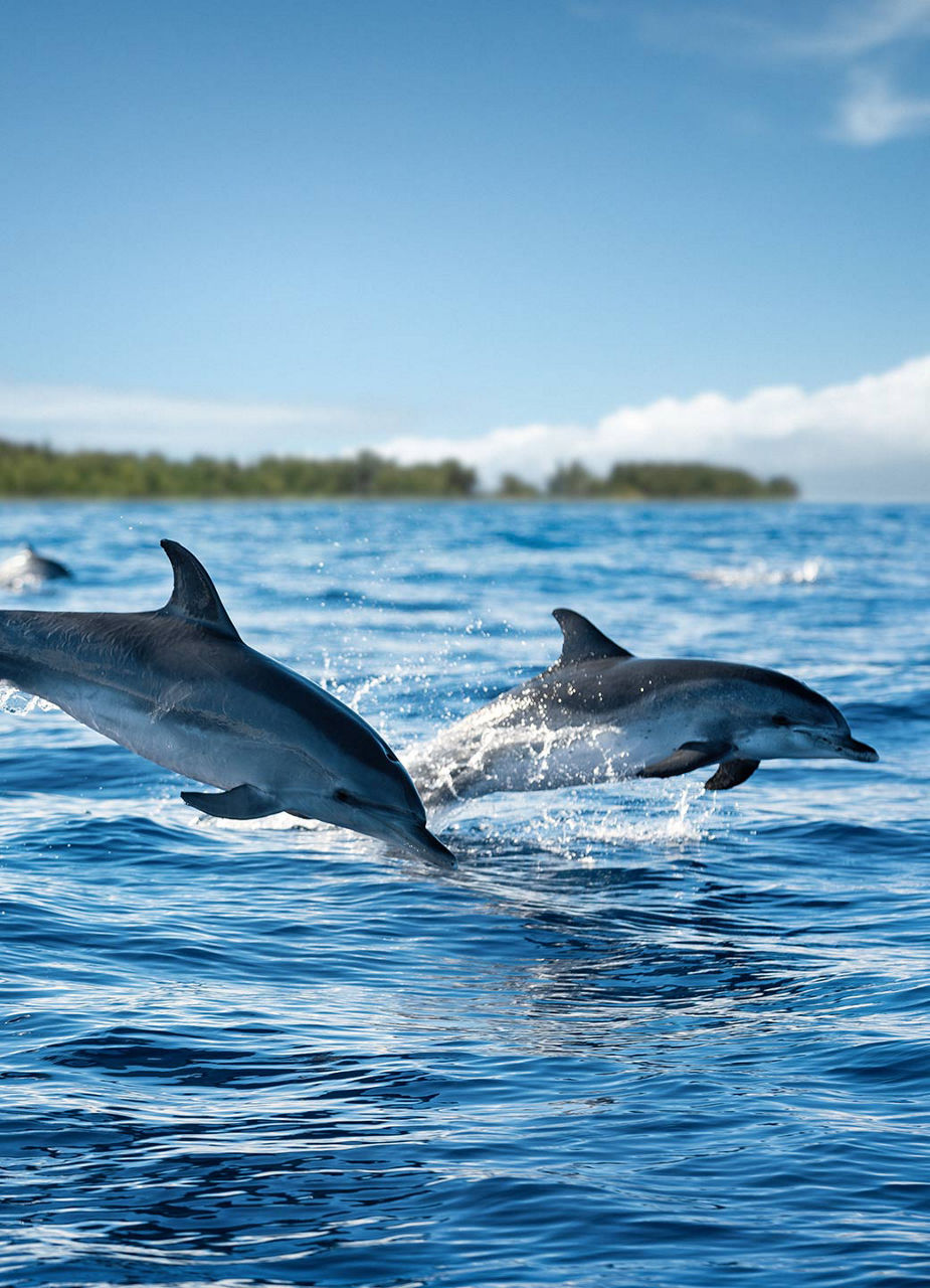 Dauphins au large de Kizimkazi