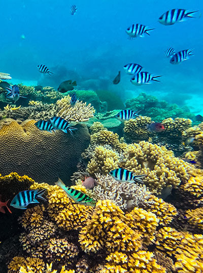 Poissons et coraux au large de Prison Island