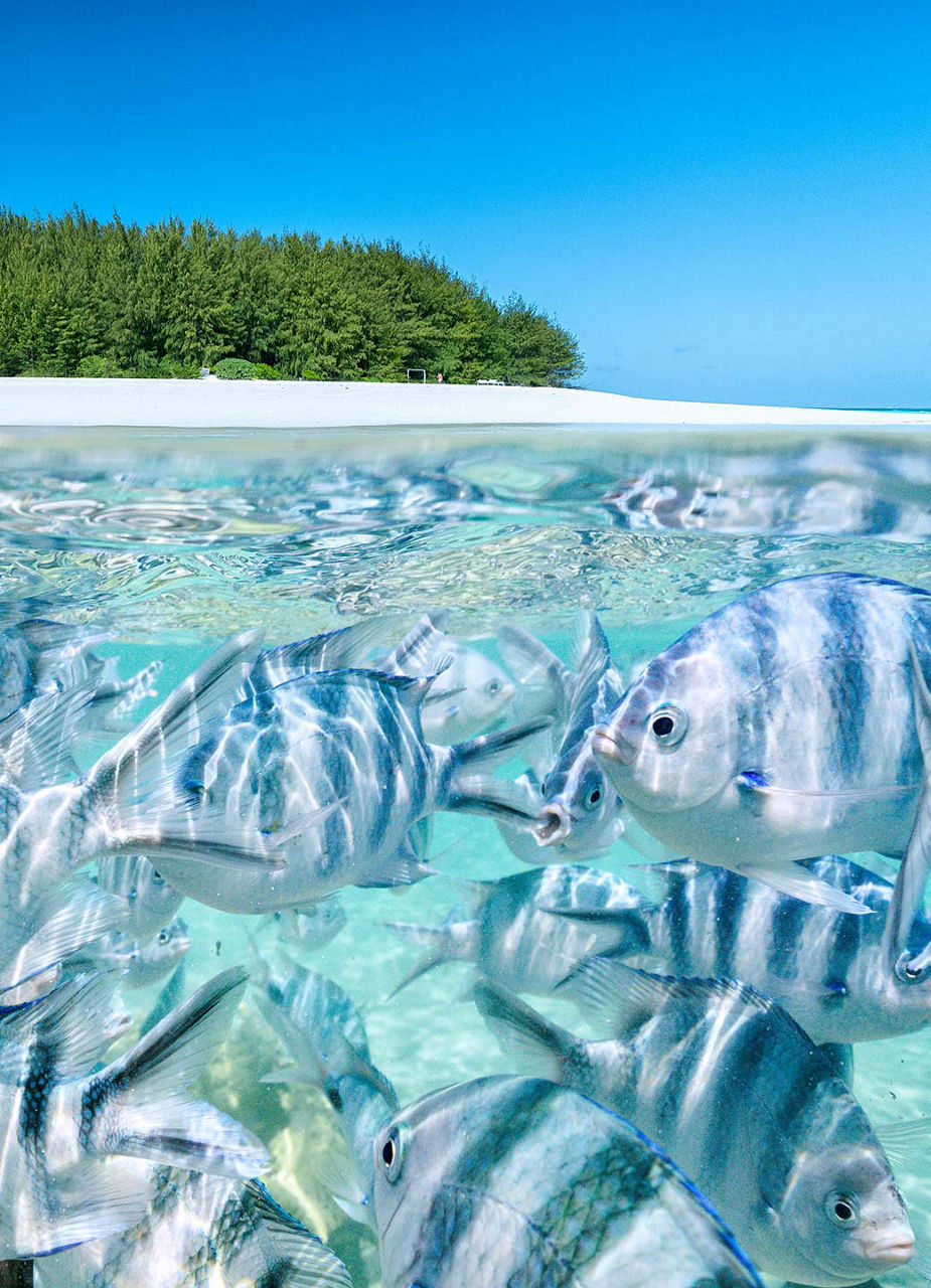 Poissons-demoiselles au large de l’atoll de Mnemba