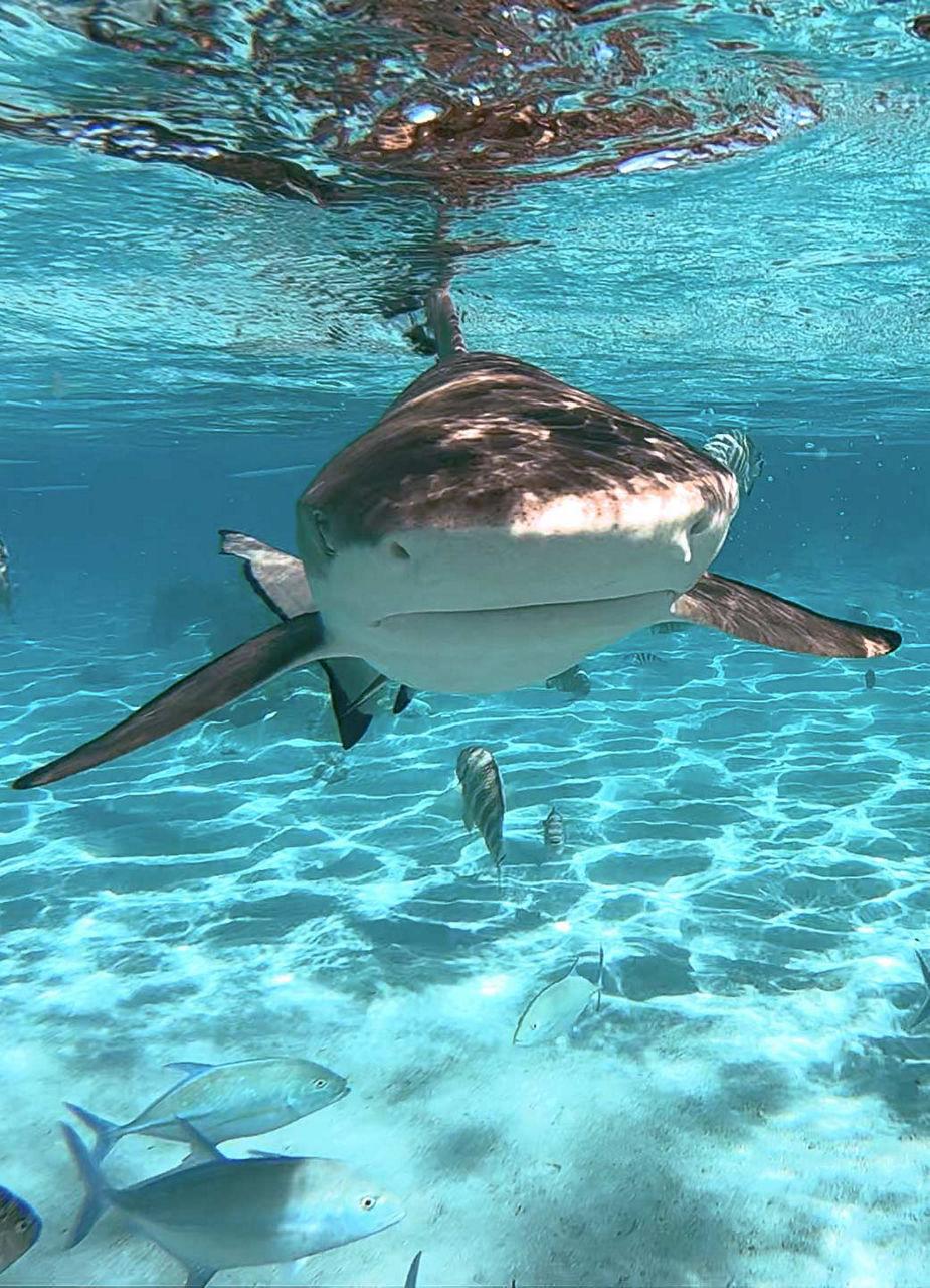 Requins de récif à pointe noire au large de Chumbe Island