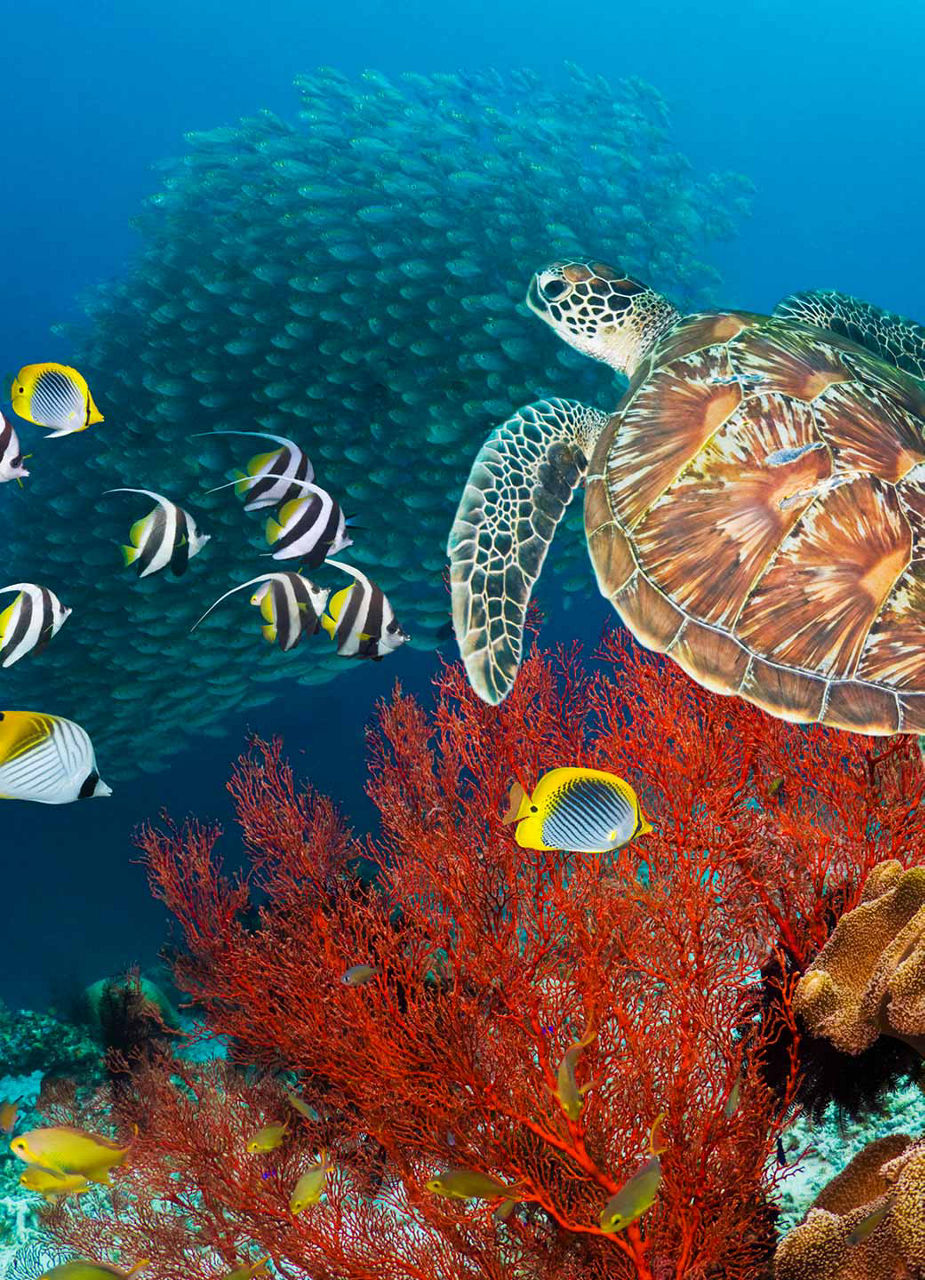 Tortue marine et poissons de récif