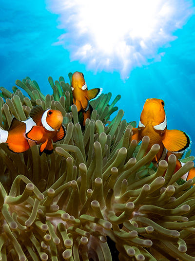 Poissons-clowns près d’une anémone de mer